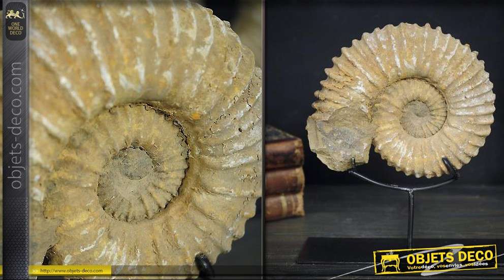 Ammonite de collection du Maroc